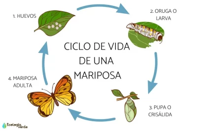 el ciclo de vida de las mariposas