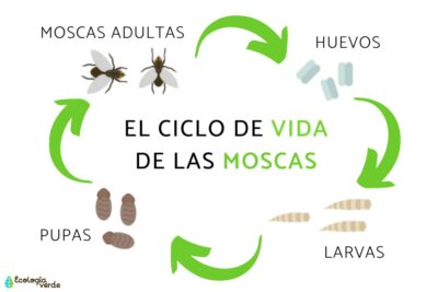 el ciclo de vida de las moscas