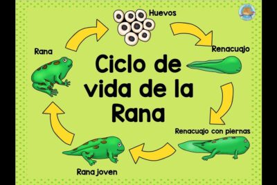 el ciclo de vida de las ranas