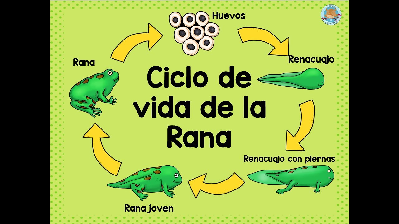 el ciclo de vida de las ranas