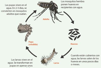 el ciclo de vida de un mosquito