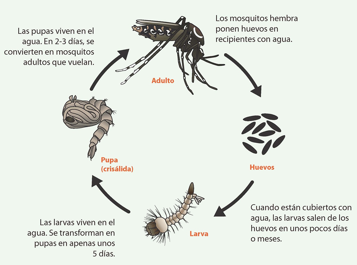 el ciclo de vida de un mosquito