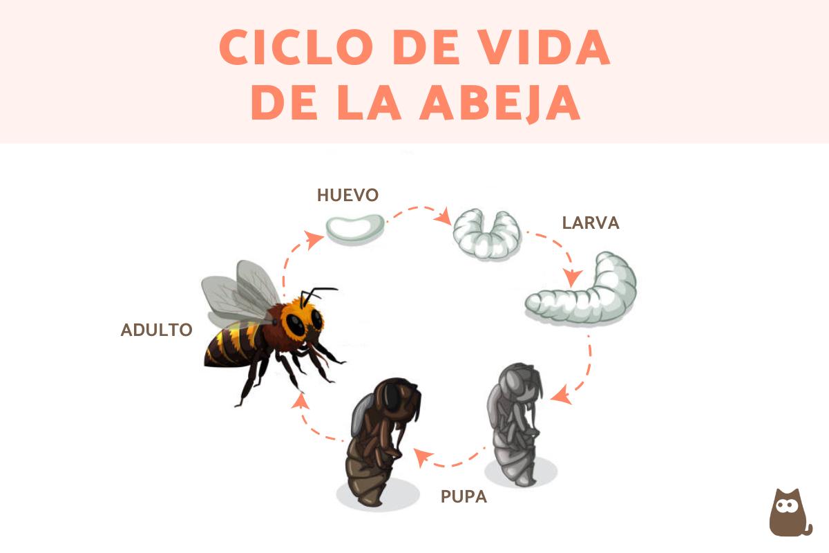 el ciclo de vida de una abeja en un grupo eusocial