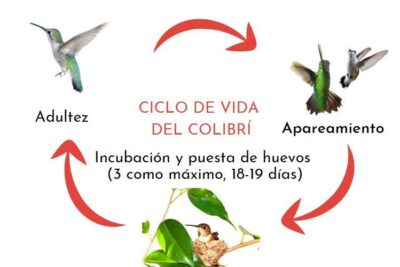 el ciclo de vida del colibri