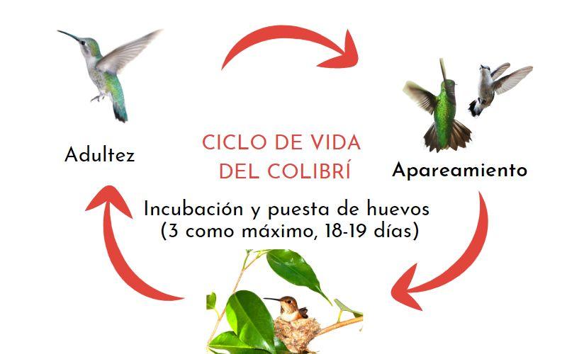 el ciclo de vida del colibri