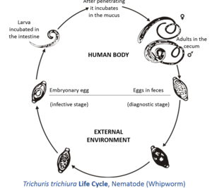 el ciclo de vida del gusano latigo