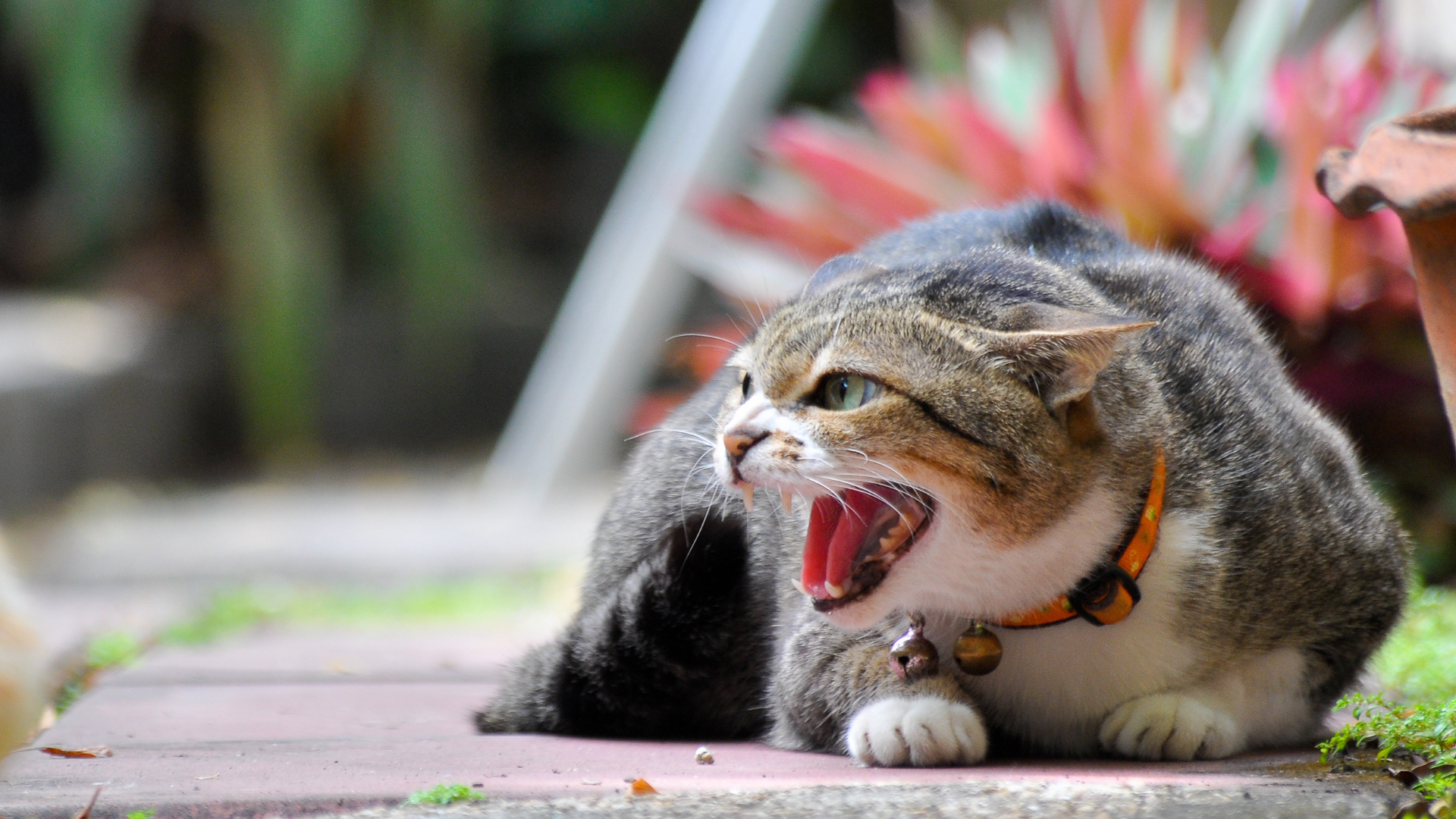 el comportamiento agresivo en los felinos