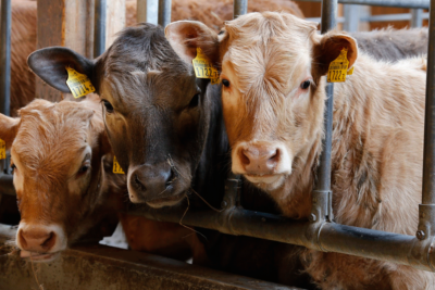 el consumo de carne de granjas no industriales