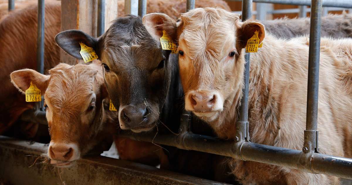 el consumo de carne de granjas no industriales