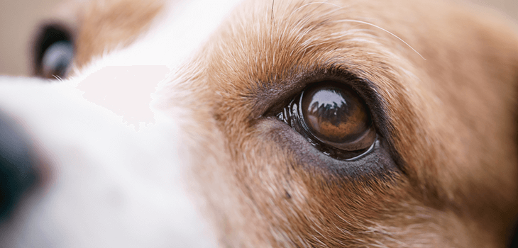 el cuidado de los ojos de los perros