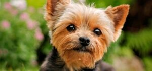 el cuidado del pelo del yorkshire terrier