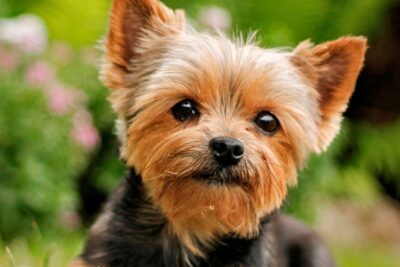 el cuidado del pelo del yorkshire terrier