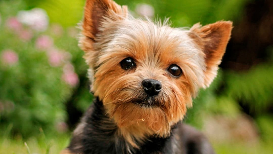 el cuidado del pelo del yorkshire terrier