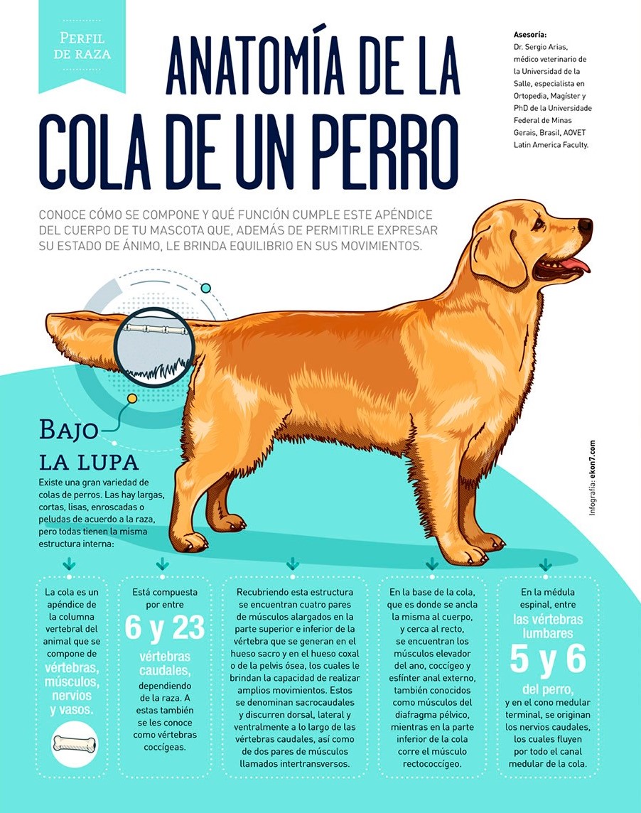 el desarrollo de la cola en los perros