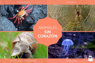 el desarrollo de los animales sin corazon