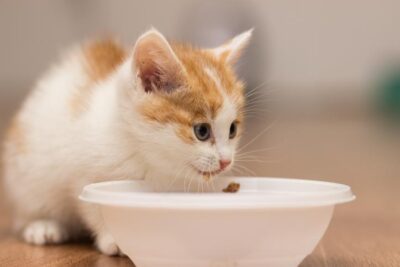 el desarrollo de los gatitos que edad comen solos