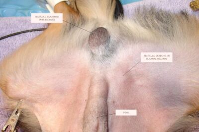 el descimento de los testiculos en los perros