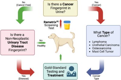 el duradero proceso de cancer en perros