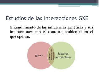 el equilibrio entre el factor genetico y el factor ambiental