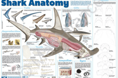 el esqueleto de los tiburones