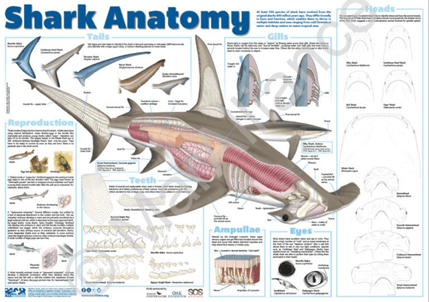 el esqueleto de los tiburones