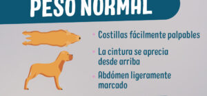 el hambre en los perros normal o un problema