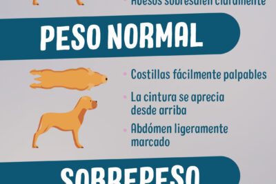 el hambre en los perros normal o un problema