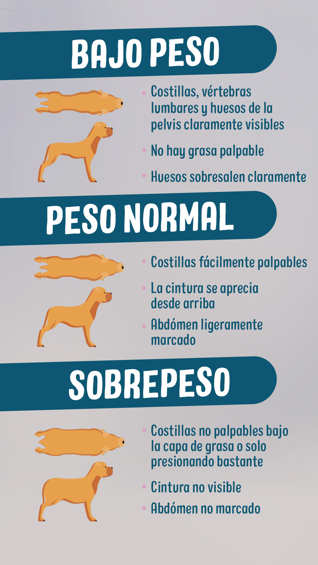 el hambre en los perros normal o un problema