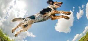 el hiperactividad en perros causas sintomas y tratamiento