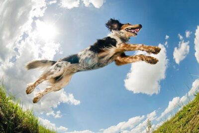 el hiperactividad en perros causas sintomas y tratamiento