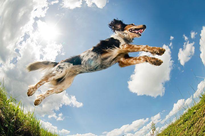 el hiperactividad en perros causas sintomas y tratamiento