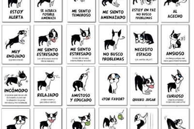 el lenguaje corporal y las senales de calma en el perro 5