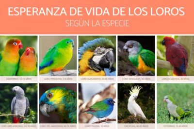 el lifespan de los loros desde 5 a 15 anos