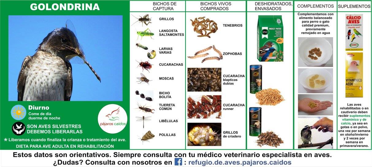 El menú de las golondrinas: un análisis de su alimentación 1 el menu de las golondrinas un analisis de su alimentacion
