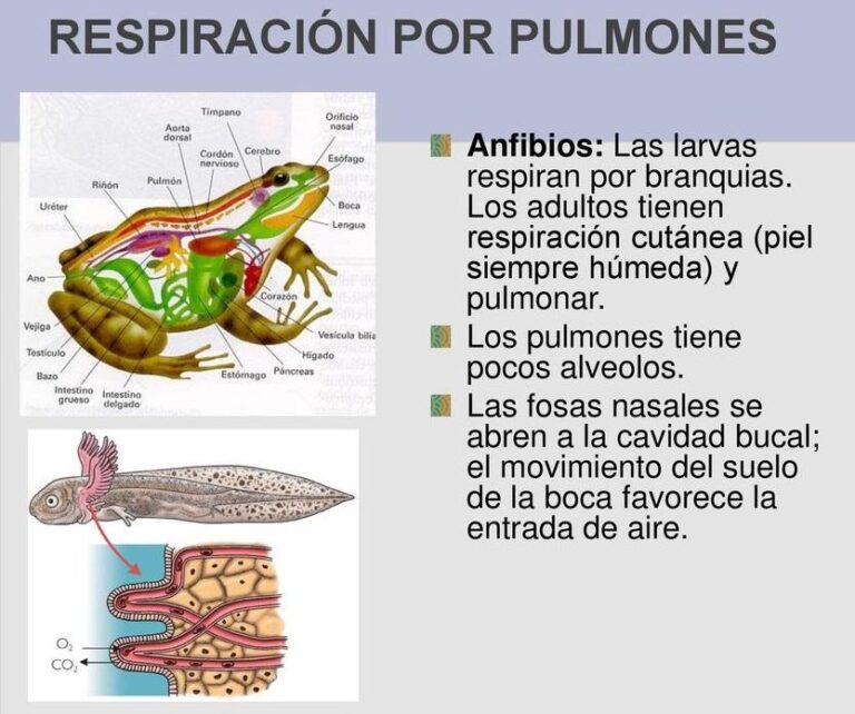 El modo de respiración de las ranas - Corporación Dejando Huella