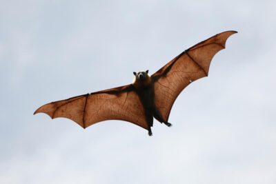 el murcielago mamifero o ave