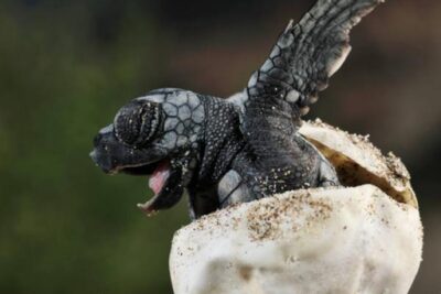 el nacimiento de las tortugas un proceso extraordinario