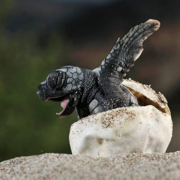 el nacimiento de las tortugas un proceso