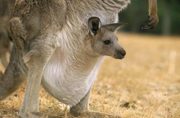 el nacimiento de un canguro un proceso de nacimiento unico