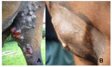 el ns viral como tratamiento alternativo para el cancer cutaneo en los caballos