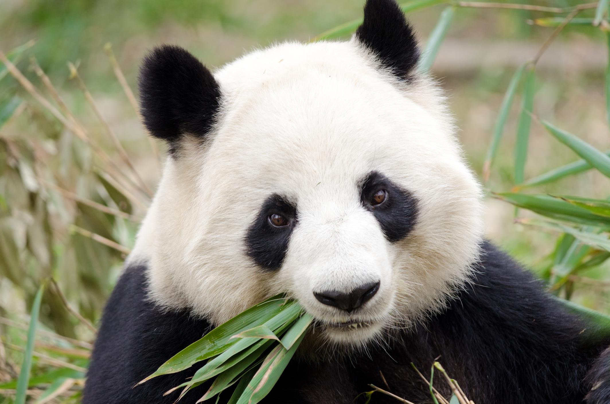 el oso panda gigante esta en peligro de extincion por diversas causas ambientales