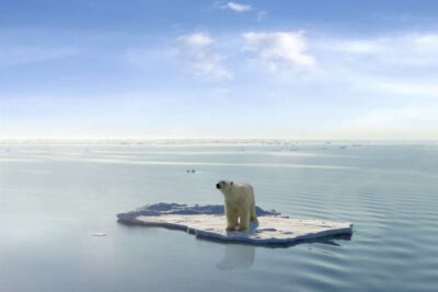 el oso polar en peligro de extincion por el cambio climatico