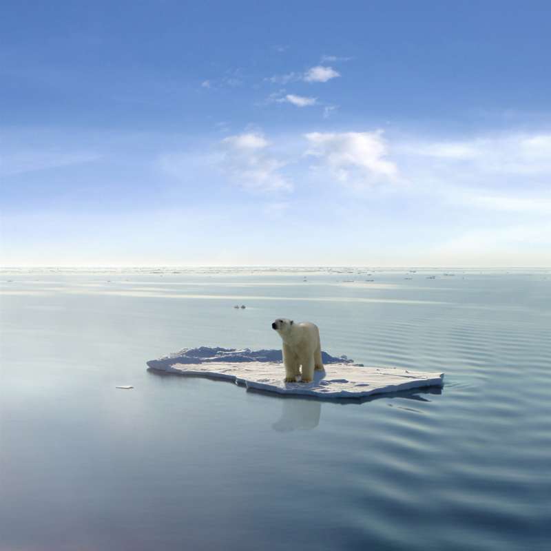 el oso polar en peligro de extincion por el cambio climatico