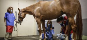 el papel del veterinario en la salud de los caballos de competicion