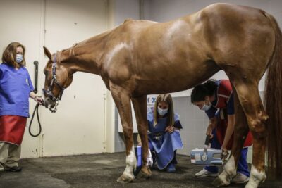 el papel del veterinario en la salud de los caballos de competicion