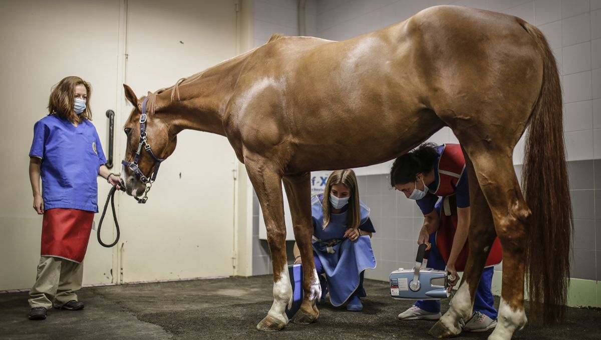 el papel del veterinario en la salud de los caballos de competicion