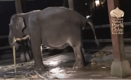 el parto del elefante un proceso unico