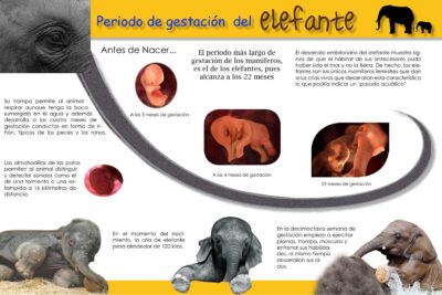 el periodo de gestacion de un elefante 4