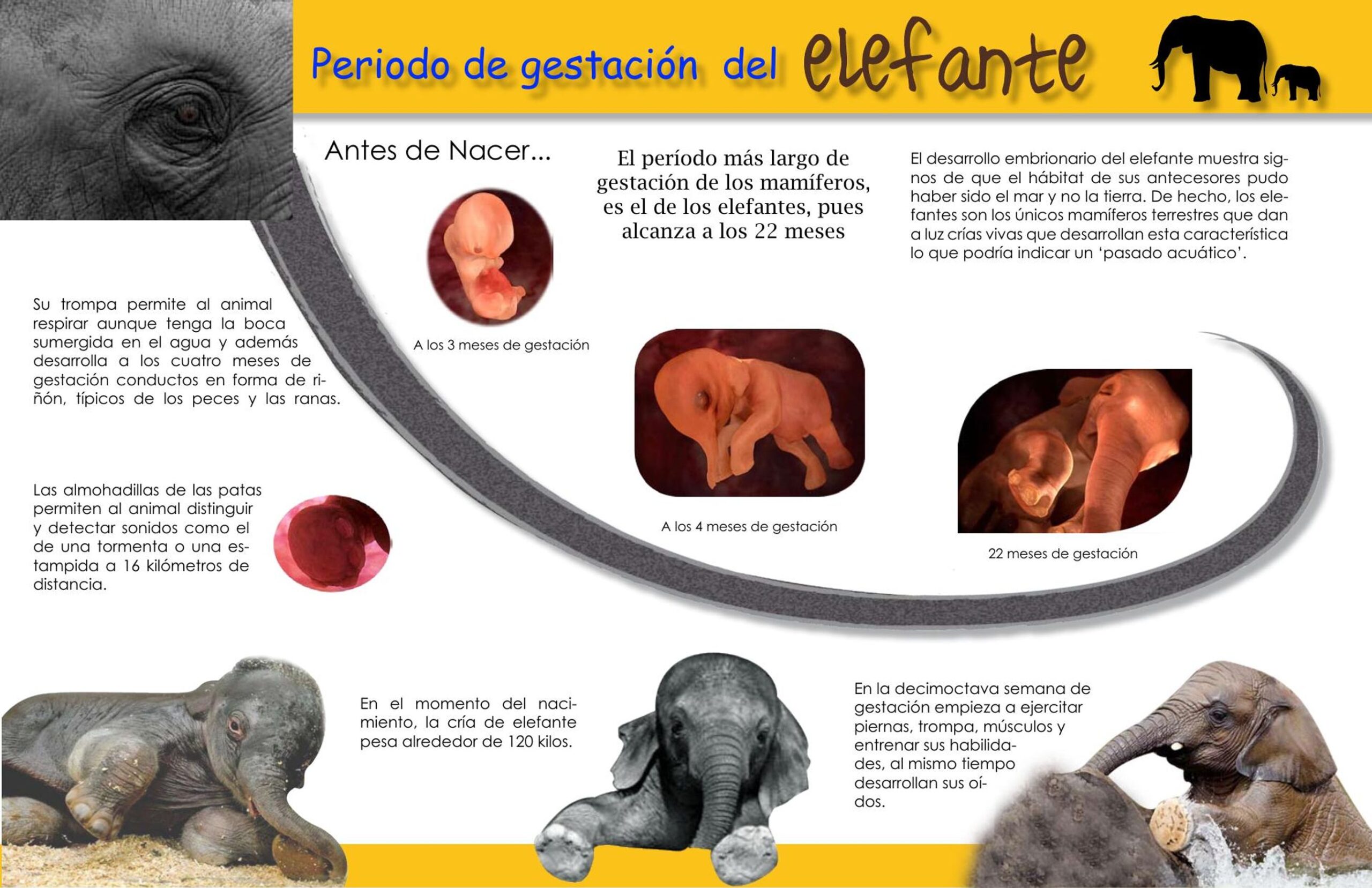 el periodo de gestacion de un elefante 4 scaled