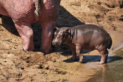 el peso corporal de un hipopotamo recien nacido